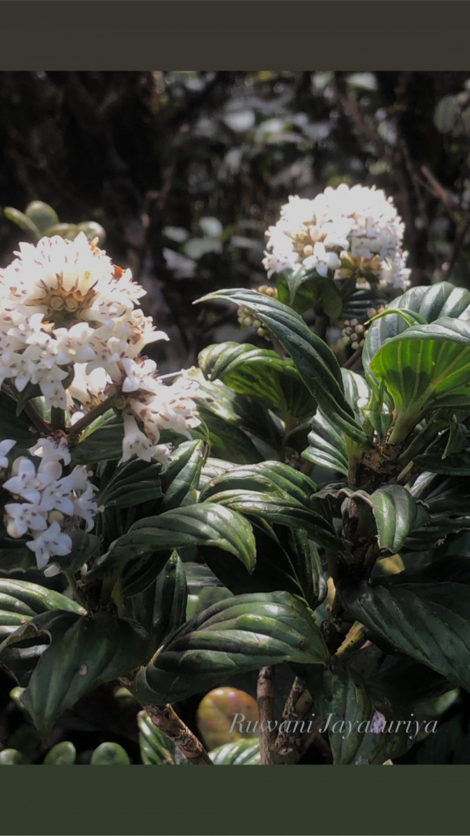 Hedyotis lessertiana Arn.